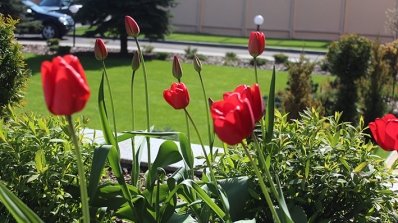 АТ «Вінницяобленерго» – особистий кабінет, передати покази лічильника, кол-центр 0 (800) 217-217 Попри холод квітнуть наші сади_7
